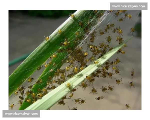 小蜘蛛的警示：世俱杯细节如丝，疏漏即失良机